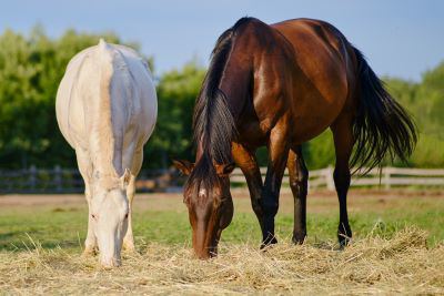 bay and grey horse eating hay in field 